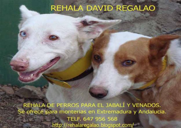 Rehala David Regalao.   Monterias.