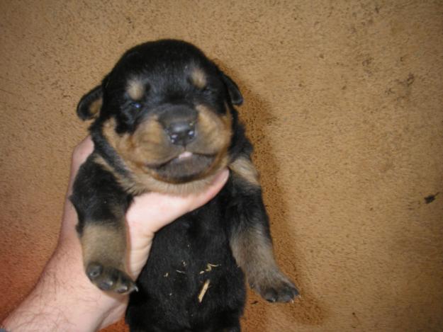 Rottweiler en Terrassa