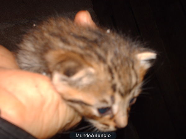 se bende gato gris algo peludo por 15 euros desparasitado