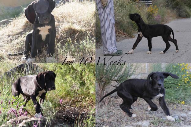 IMPRESIONANTES CACHORRAS DOGO ALEMÁN