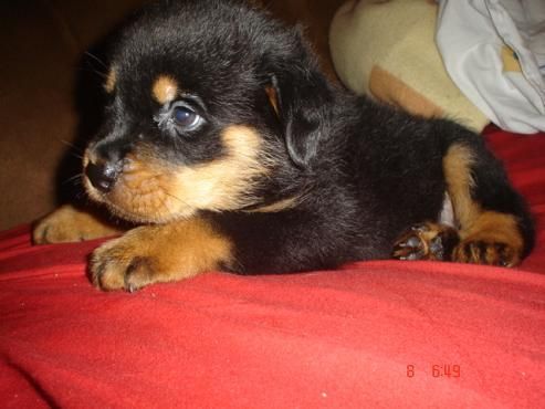 cachorros de rottweiler muy cabezones