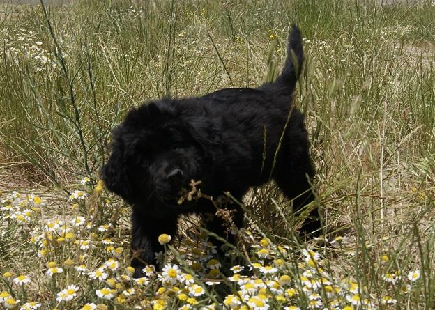 Cachorros Terranova totalmente negro (fotos reales)