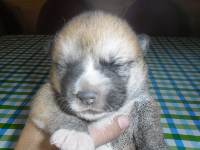 Camada cachorros akita inu japones