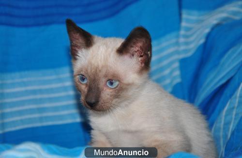 Ninet, cachorrita siamesa de mes y medio, muy cariñosa