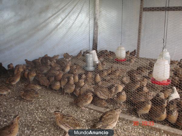 se venden codornices de granja con 40 dias y muy ponedoras de huevos