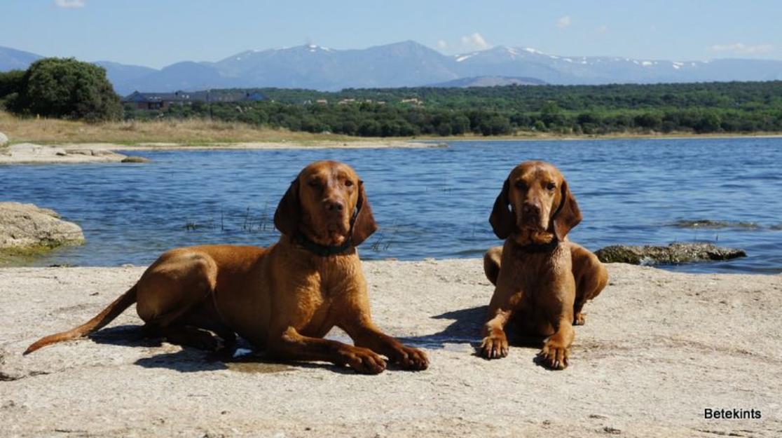 Braco húngaro -Vizsla para montas