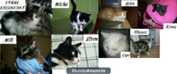 Bellisimos gatitos buscan casa