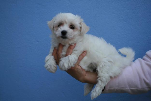 Bichon maltes muy bonitos