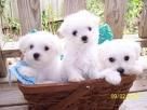 Cachorros de bichon maltes