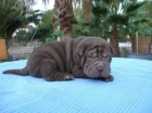 Cachorros Shar Pei de gran calidad 130euro - mejor precio | unprecio.es