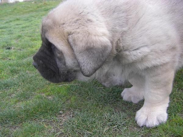 Excelentes cachorros de Mastín Español