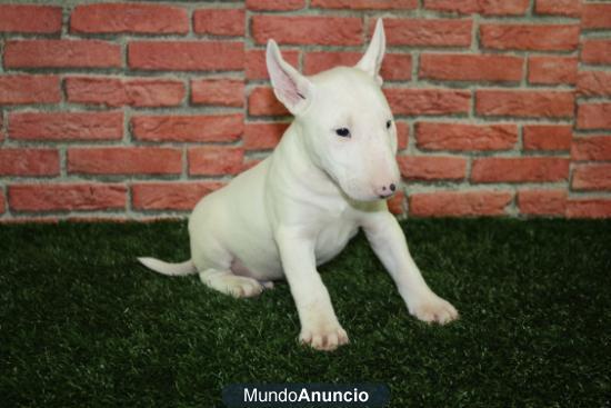 Magnifica camada de Bullterrier