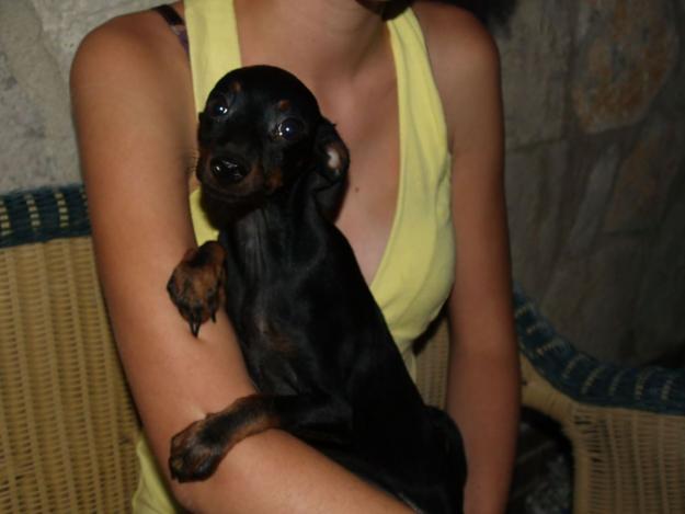 PINSCHER MINIATURA