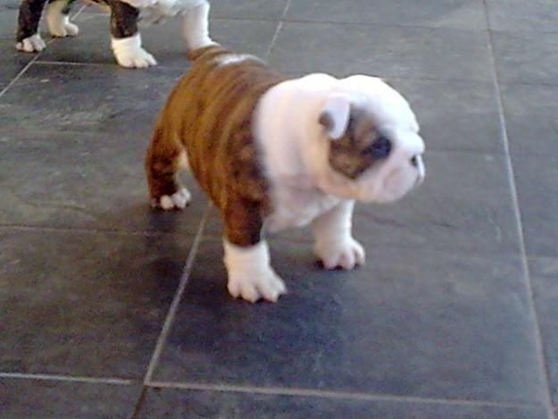 Preciosa cachorra bulldog inglés