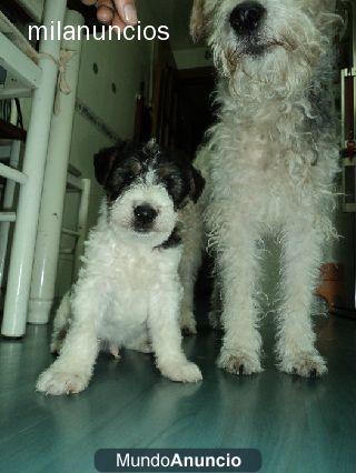 Preciosa camada fox terrier