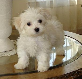 Regalo Adorables cachorros Bichon maltes