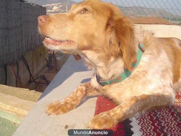 Se vende cachoros de Breton