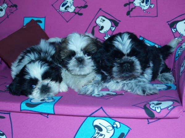 Shih-tzu, espectaculares cachorros