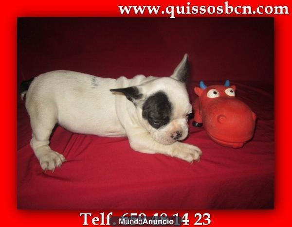 VENDA DECADELLS DE  BULLDOG FRANCES   SI