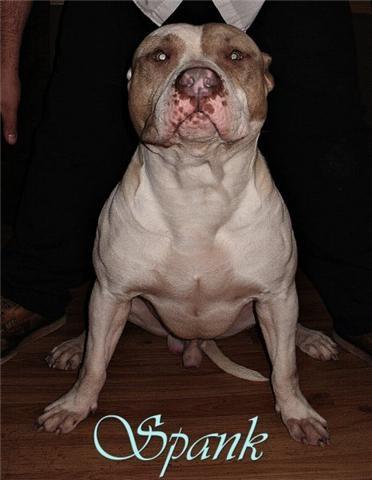 Venta cachorros AMERICAN BULLY