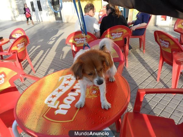 Chiqui, 4 años, va a la perrera ya!!!