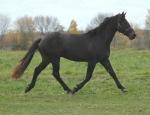 16,0 hermoso negro friesian Gelding Siete años Allrounder disponibles.