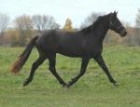 16,0 hermoso negro friesian Gelding Siete años Allrounder disponibles. - mejor precio | unprecio.es