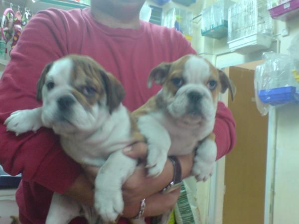 CACHORRITOS DE BULLDOG INGLES, EXCELENTES, 950 EUROS