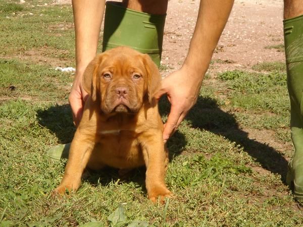 CACHORROS DE DOGO DE BURDEOS 850