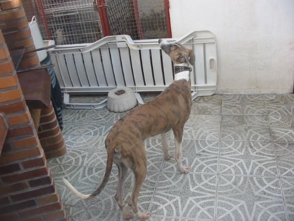 Galgo macho ocho meses,cambio o vendo.