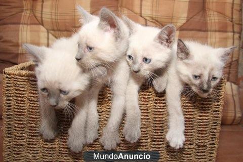 SE VENDEN GATITOS CRUCE SIAMES/PERSA