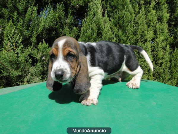 VENDO PRECIOSOS CACHORROS DE BASSET HOUND