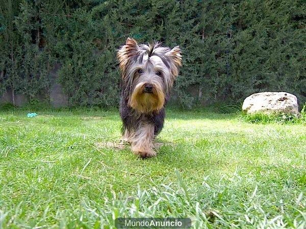 Vendo Yorkshire Terrier