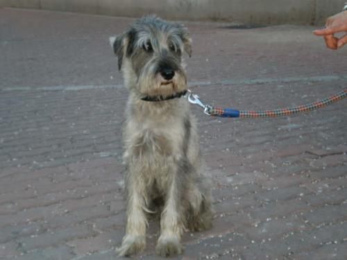 --ADOPTA A ATHOS-Un SCHNAUZER