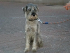 --ADOPTA A ATHOS-Un SCHNAUZER - mejor precio | unprecio.es