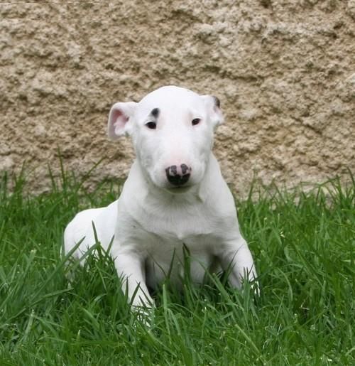 2 machos y 2 hembras staffordshire bull terrier