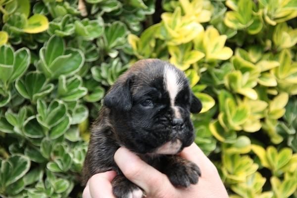 Boxer de Villa Astur