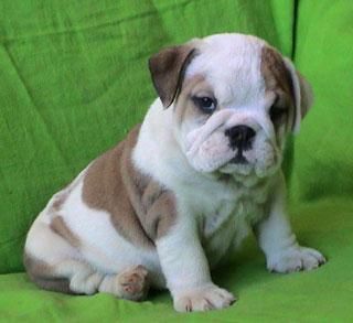 Bulldog Inglés cachorros perfecto para la Navidad