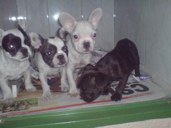 CACHORRITOS DE BULLDOG FRANCES, 400 EUROS