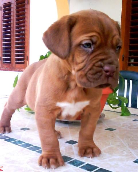 Cachorros Dogo de Burdeos