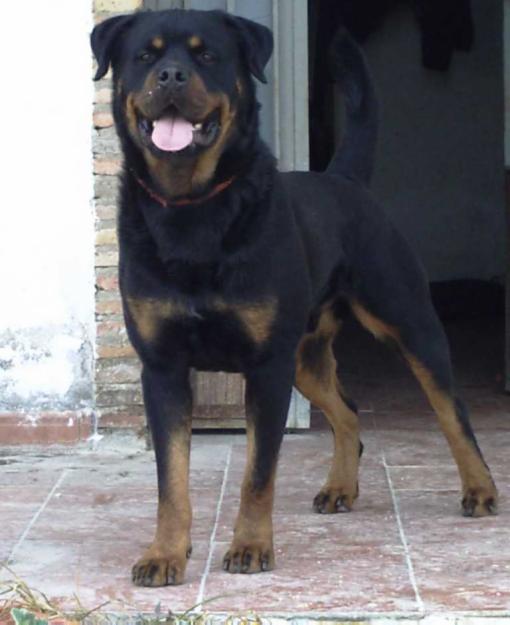 Cafe Ole Rottweilers-camada para mayo