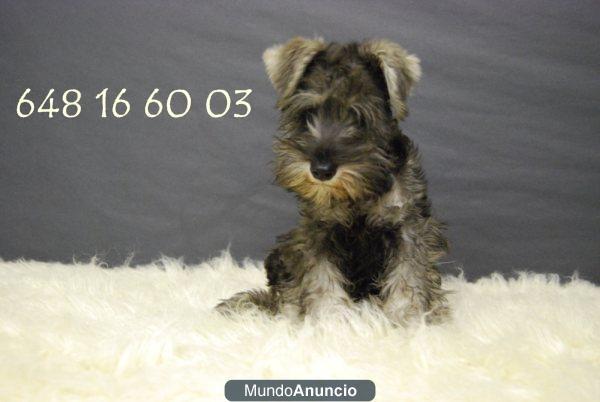 Camada de Schnauzer, machos y hembras , Disponibles con garantias , pedigre y chip