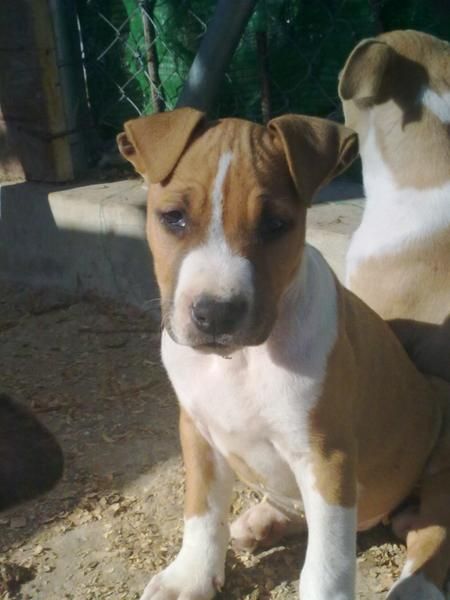 excelentes american staffordshire con pedigree a 300  negociables