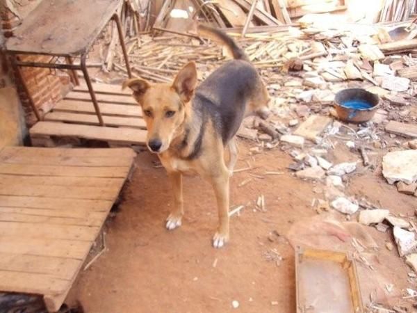 No soy un cachorro, ¿Y qué?