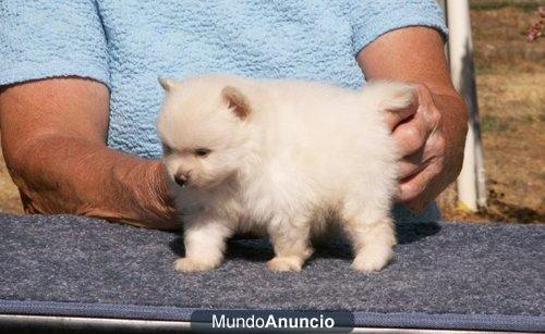 Regalo  Pomerania cachorros