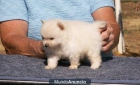 Regalo Pomerania cachorros - mejor precio | unprecio.es