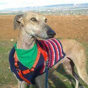 Galgo en adopción