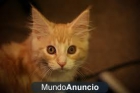 Doy gatito en adopción encontrado - mejor precio | unprecio.es