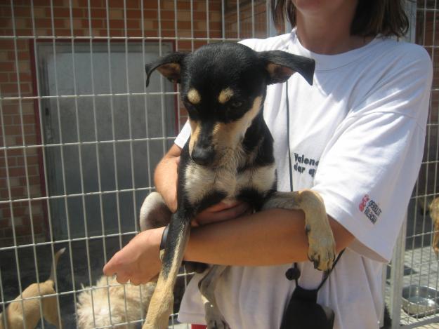 ALOR PERRITO TAMAÑO PEQUEÑO EN LA PERRERA