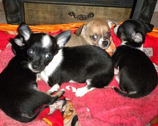 CHIHUAHUA MINIATURA PEDIGREE 550 euros